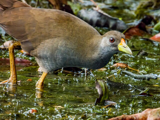 Pale-vented Bush Hen in Queensland Australia