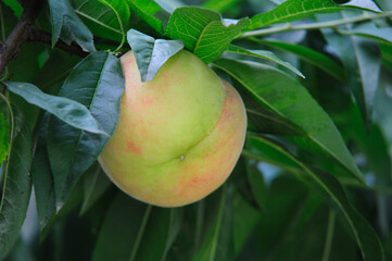 Healthy and nutritious peaches