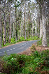 Roadtrip through Boranup forest in Margaret River