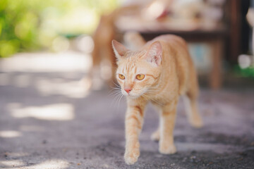 An orange cat was walking in the cement courtyard in front of the house.