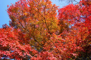 真っ赤に色づく秋の紅葉