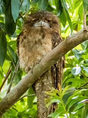 Papuan Frogmouth in Queensland Australia