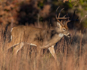 White-tailed Deer