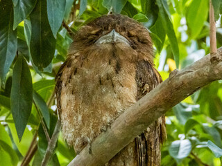 Papuan Frogmouth in Queensland Australia