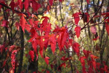 Bright red autumn leaves of decorative Amur maple, Acer ginnala