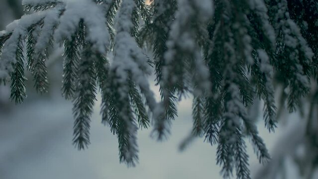 This stock video shows a sunny winter day in a spruce forest. This video will decorate your projects related to nature, winter, seasons, winter forest.