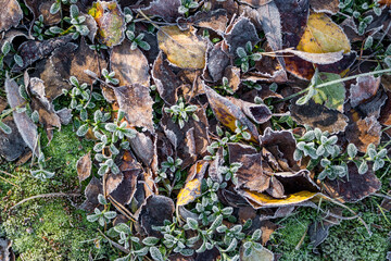 Autumn fallen leaves and vegetation covered with frosty frost