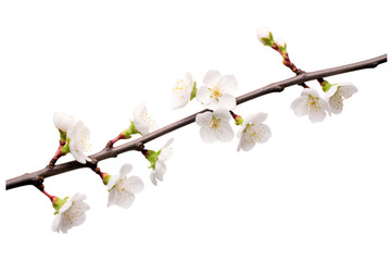 plum blossom branch or twig isolated on a transparent background for decorative mockups or template background, tree branch with flowers and buds PNG, Wooden Stick, stem - obrazy, fototapety, plakaty