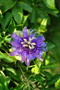 purple flower in the garden