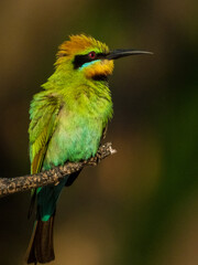 Rainbow Bee-eater in Queensland Australia