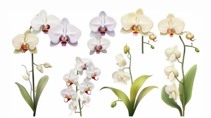 Foto op Plexiglas Orchid flower set Tropical plants, orchid floral watercolor illustration, botanical painting, greeting card frame border flowers, orchids, and leaves for wedding stationery, background, postcard, etc © ND STOCK