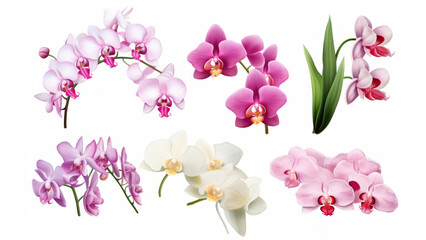 Orchid flower set Tropical plants, orchid floral watercolor illustration, botanical painting,...