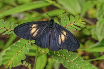 A lamplight actinote sitting on a leaf.