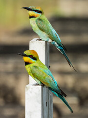 Rainbow Bee-eater in Queensland Australia