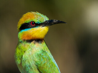 Rainbow Bee-eater in Queensland Australia