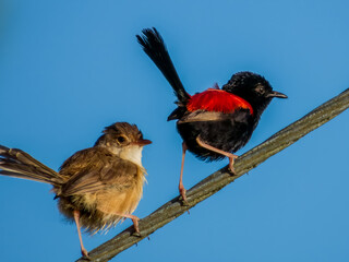 Red-backed Fairywren in Queensland Australia