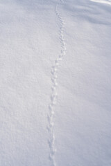 The ground covered with snow and the tracks of a mouse or common vole (microtus arvalis) on the...