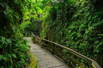 Exploring a wooden path in the heart of the tropical forest, alongside a tranquil river. Nature's harmony unfolds with every step.