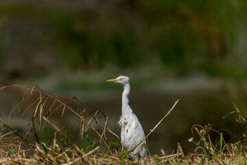 Obraz premium Cattle egret in the grass with an insect on the beak