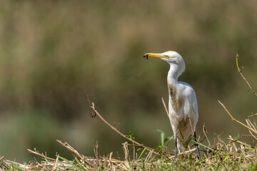 Obraz premium Cattle egret in the grass with an insect on the beak