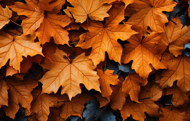 Naklejka na ściany i meble maple leaves on the ground