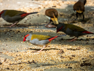 Red-browed Firetail in Queensland Australia