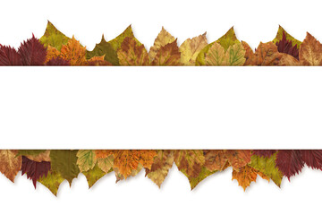 Digital png illustration of white stripe with autumn leaves and copy space on transparent background