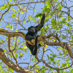 Male howler monkey sitting in a tree