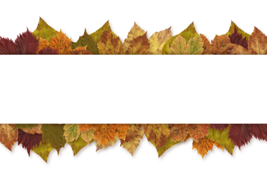 Digital png illustration of white stripe with autumn leaves and copy space on transparent background