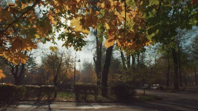This stock video shows an autumn park, trees in yellow foliage, deserted paths, lanterns. This video will decorate your projects related to nature, autumn, autumn park, seasons.