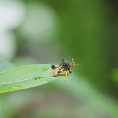 Jagged ambush bug sitting on a leaf