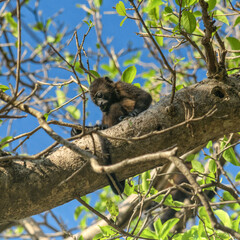 Baby howler monkey sitting on tree branch and looking down