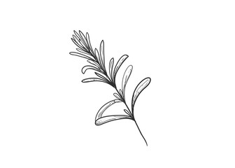 Hand drawn sketch black and white illustration set of rosemary plant, twig, leaf. Vector illustration. Elements in graphic style label, sticker, menu, package. Engraved style.