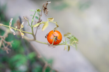 tomato with bug