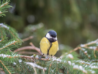 Cute bird Great tit, songbird sitting on the fir branch with snow in winter