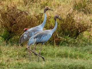 Obraz premium Sarus Crane in Queensland Australia