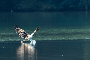 Osprey before diving in the water