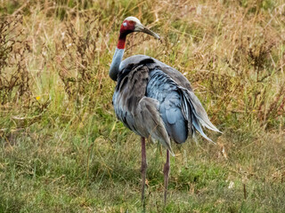 Sarus Crane in Queensland Australia