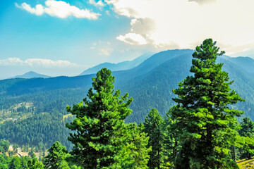 landscape with trees and clouds at Power project path Gulmarg,Forest block, Jammu Kashmir,india.