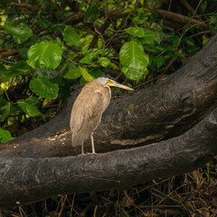 Fasciated Tiger Heron sitting on a tree