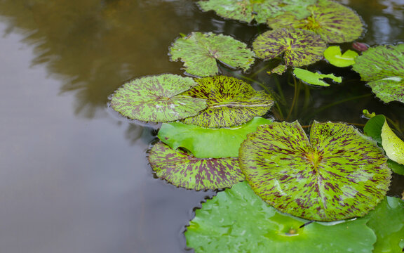 Beautiful waterlily, green purple leaves