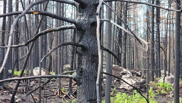 Charred black and grey barren branches and empty forest stand remain after wildfire