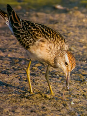 Sharp-tailed Sandpiper in Queensland Australia