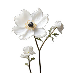 White flower isolated on white png transparent background