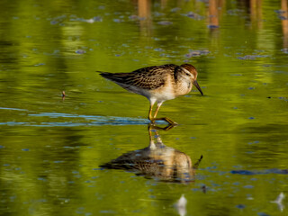Sharp-tailed Sandpiper in Queensland Australia