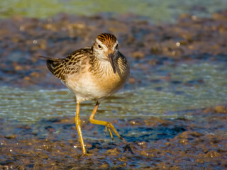 Sharp-tailed Sandpiper in Queensland Australia