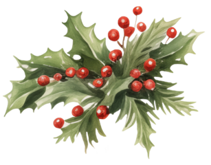 Holly berries watercolor winter botanical leaf branch for chrismast 