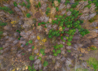 Aerial drone view of stunning colorful autumn fall forest.