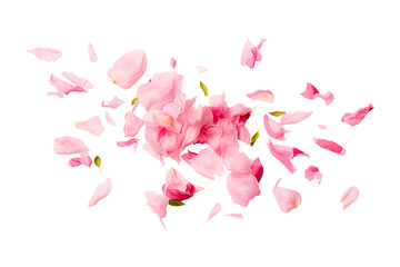 Pink peony petals isolated on white - obrazy, fototapety, plakaty
