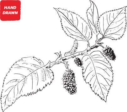 Mulberry and leaves, Mulberry sketch vector illustration, Vector hand drawn illustration